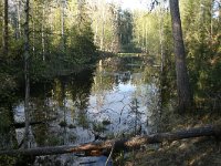 FIN, Oulu, Kuusamo, Oulanka 16, Saxifraga-Dirk Hilbers