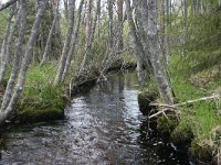 FIN, Oulu, Kuusamo, Oulanka 4, Saxifraga-Dirk Hilbers