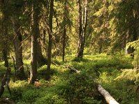 FIN, Oulu, Kuusamo, Valtavaara NP 3, Saxifraga-Dirk Hilbers