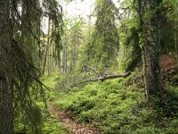 FIN, Oulu, Kuusamo, Valtavaara NP 4, Saxifraga-Dirk Hilbers