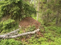 FIN, Oulu, Kuusamo, Valtavaara NP 5, Saxifraga-Dirk Hilbers