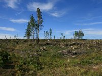 FIN, Oulu,Kuusamo, Oulanka NP 1, Saxifraga-Dirk Hilbers