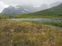 N, Nordland, Flakstad, Nusfjord 1, Saxifraga-Hans Dekker