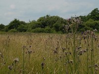 NL, Noord-Brabant, 's Hertogenbosch, Moerputten 1, Saxifraga-Willem van Kruijsbergen