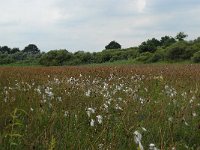 NL, Noord-Brabant, 's Hertogenbosch, Moerputten 12, Saxifraga-Willem van Kruijsbergen