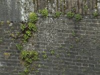 NL, Noord-Brabant, 's Hertogenbosch, Moerputten 32, Saxifraga-Willem van Kruijsbergen