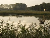 NL, Noord-Brabant, Waalwijk, De Dullaard 10, Saxifraga-Jan van der Straaten