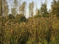 NL, Noord-Brabant, Waalwijk, De Dullaard 7, Saxifraga-Jan van der Straaten