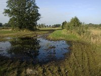 NL, Noord-Brabant, Waalwijk, Labbegat 12, Saxifraga-Jan van der Straaten