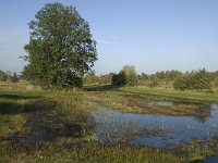 NL, Noord-Brabant, Waalwijk, Labbegat 13, Saxifraga-Jan van der Straaten