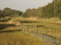 NL, Noord-Brabant, Waalwijk, Labbegat 19, Saxifraga-Jan van der Straaten