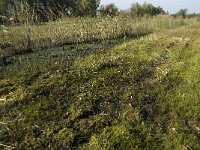 NL, Noord-Brabant, Waalwijk, Labbegat 2, Saxifraga-Jan van der Straaten