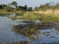 NL, Noord-Brabant, Waalwijk, Labbegat 8, Saxifraga-Jan van der Straaten