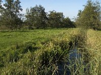 NL, Noord-Brabant, Waalwijk, Meerdijksche Driessen 16, Saxifraga-Jan van der Straaten