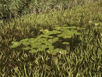 NL, Noord-Holland, s Graveland, Kromme Rade 11, Saxifraga-Jan van der Straaten