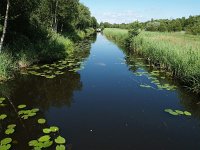 NL, Overijssel, Steenwijkerland, Weerribben 11, Saxifraga-Hans Dekker