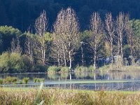 Raised bogs-Hoogvenen