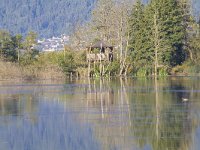 A, Kaernten, Ossiach, Bleistaettermoor 2, Saxifraga-Jan Nijendijk