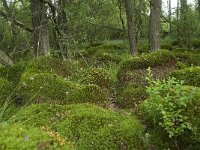 B, Liege, Eupen, Brackvenn 1, Saxifraga-Willem van Kruijsbergen