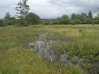 B, Liege, Eupen, Brackvenn 19, Saxifraga-Willem van Kruijsbergen