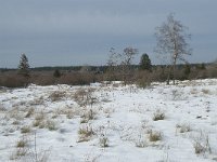 B, Liege, Eupen, Brackvenn 55, Saxifraga-Willem van Kruijsbergen