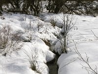 B, Liege, Eupen, Brackvenn 78, Saxifraga-Jan van der Straaten