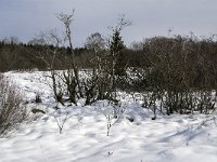 B, Liege, Eupen, Brackvenn 81, Saxifraga-Jan van der Straaten