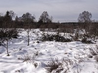 B, Liege, Eupen, Brackvenn 85, Saxifraga-Jan van der Straaten