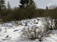 B, Liege, Eupen, Brackvenn 88, Saxifraga-Jan van der Straaten