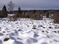 B, Liege, Eupen, Brackvenn 91, Saxifraga-Jan van der Straaten