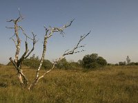 B, Liege, Jalhay, Hautes Fagnes 1, Saxifraga-Jan van der Straaten