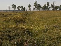 B, Liege, Jalhay, Hautes Fagnes 10, Saxifraga-Jan van der Straaten