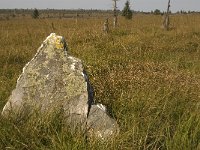 B, Liege, Jalhay, Hautes Fagnes 3, Saxifraga-Jan van der Straaten