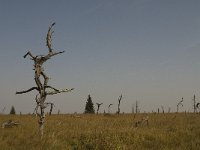 B, Liege, Jalhay, Hautes Fagnes 5, Saxifraga-Jan van der Straaten