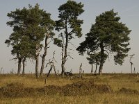 B, Liege, Jalhay, Hautes Fagnes 6, Saxifraga-Jan van der Straaten