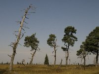 B, Liege, Jalhay, Hautes Fagnes 7, Saxifraga-Jan van der Straaten