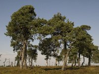 B, Liege, Jalhay, Hautes Fagnes 8, Saxifraga-Jan van der Straaten