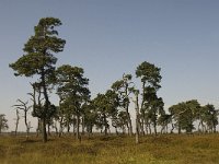 B, Liege, Jalhay, Hautes Fagnes 9, Saxifraga-Jan van der Straaten