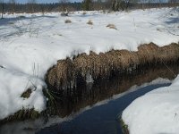 B, Liege, Waimes, Fagne de la Poleur 26, Saxifraga-Willem van Kruijsbergen