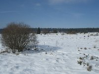 B, Liege, Waimes, Fagne de la Poleur 30, Saxifraga-Willem van Kruijsbergen