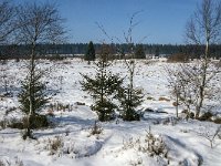 B, Liege, Waimes, Fagne de la Poleur 44, Saxifraga-Jan van der Straaten