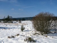 B, Liege, Waimes, Fagne de la Poleur 45, Saxifraga-Jan van der Straaten