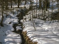 B, Liege, Waimes, Fagne de la Poleur 49, Saxifraga-Jan van der Straaten