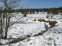 B, Liege, Waimes, Fagne de la Poleur 55, Saxifraga-Jan van der Straaten