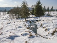 B, Liege, Waimes, Fagne de la Poleur 57, Saxifraga-Jan van der Straaten