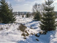 B, Liege, Waimes, Fagne de la Poleur 58, Saxifraga-Jan van der Straaten