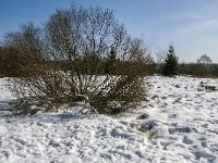 B, Liege, Waimes, Fagne de la Poleur 60, Saxifraga-Jan van der Straaten