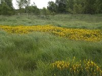 B, Liege, Waimes, Le Poleur 11, Saxifraga-Willem van Kruijsbergen