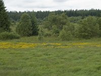 B, Liege, Waimes, Le Poleur 15, Saxifraga-Willem van Kruijsbergen