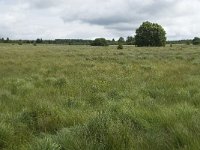 B, Liege, Waimes, Le Poleur 28, Saxifraga-Willem van Kruijsbergen